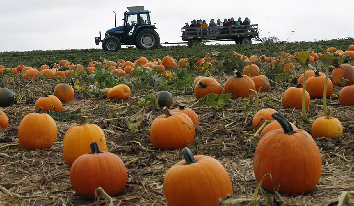 plimbare in remoca cu fân pumpkin hill festivalul dovlecilor